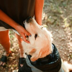 From above of crop anonymous female owner stroking hairy Golden Retriever in cloth while standing in countryside on summer day