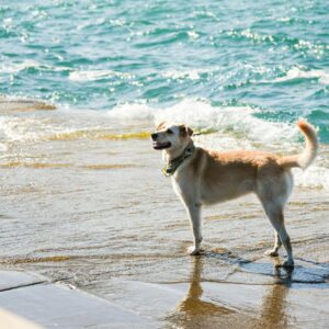 Photo of Dog on Seashore