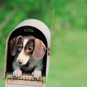 Photo of Dog Inside Mailbox
