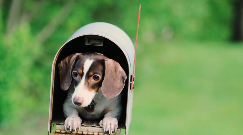 Photo of Dog Inside Mailbox