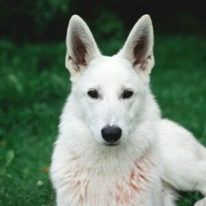 Photo of White German Shepherd