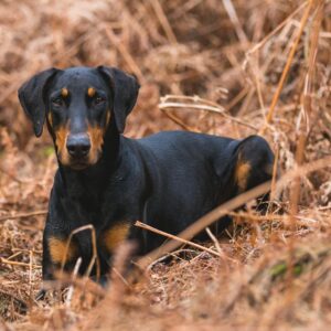 Short-coated Black and Brown Dog on Brown Grass Field