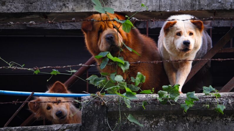 a couple of dogs standing on top of a wooden fence