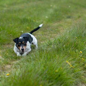 a black and white dog is walking through the grass