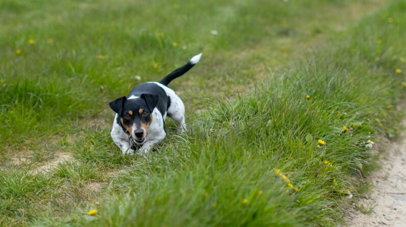a black and white dog is walking through the grass