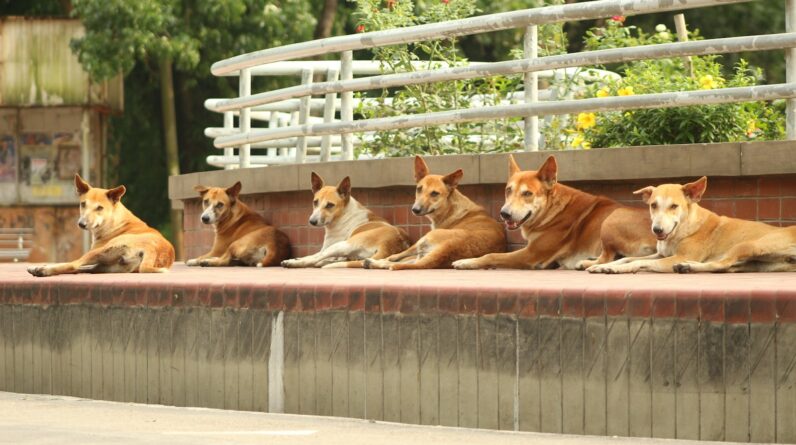 a group of dogs sitting on a ledge