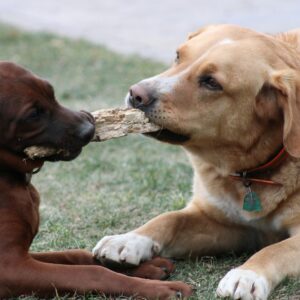 two dogs are playing with a stick in their mouth
