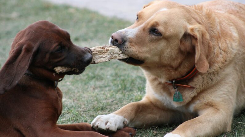 two dogs are playing with a stick in their mouth