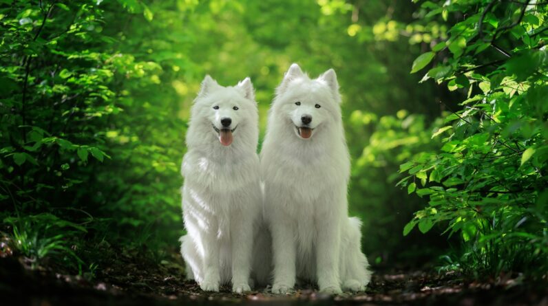 two white dogs sitting in the middle of a forest