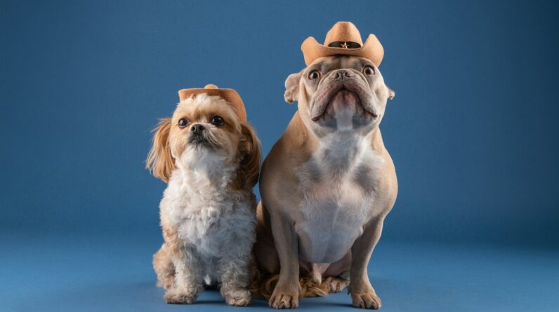 a couple of dogs sitting next to each other