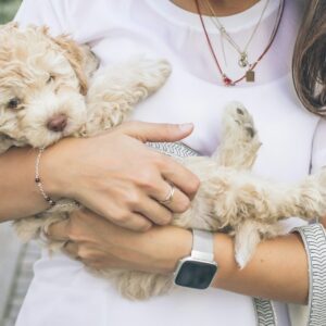 woman carrying brown puppy