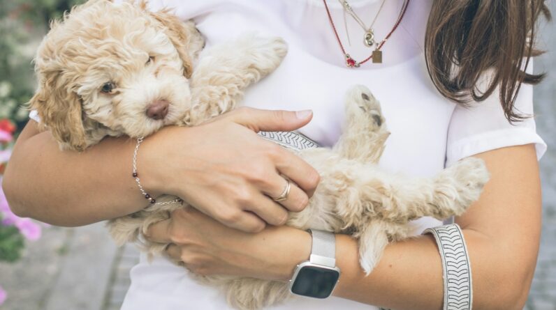 woman carrying brown puppy
