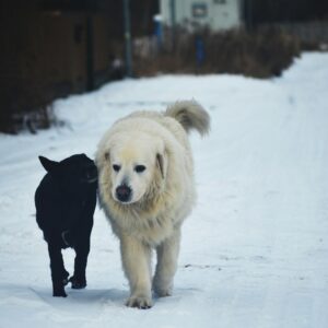 a large white dog and a small black dog walking in the snow