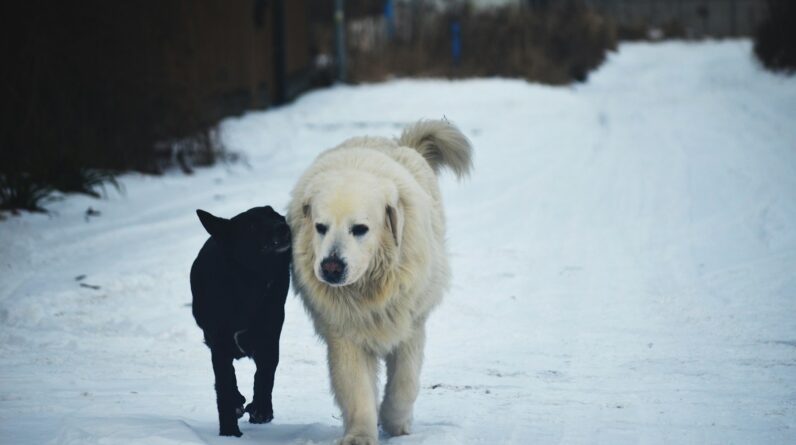 a large white dog and a small black dog walking in the snow